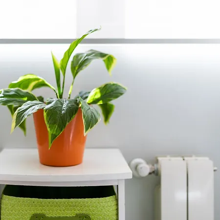 Oasis Centro De דירה